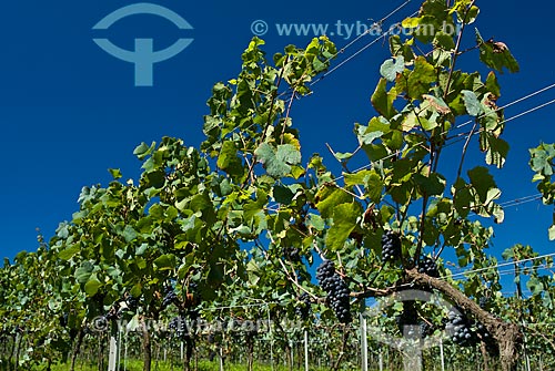  Subject: Vineyard of Pinot Noir grape / Place: Nova Padua city - Rio Grande do Sul state (RS) - Brazil / Date: 01/2012 