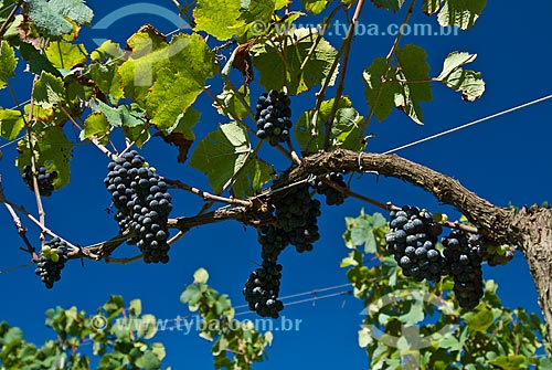  Subject: Vineyard of Pinot Noir grape / Place: Nova Padua city - Rio Grande do Sul state (RS) - Brazil / Date: 01/2012 