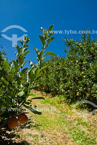  Subject: Plantation of the Gala apples / Place: Nova Padua city - Rio Grande do Sul state (RS) - Brazil / Date: 01/2012 