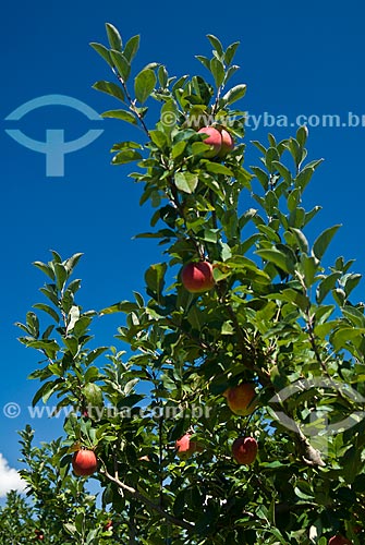 Subject: Gala apples still at apple tree / Place: Nova Padua city - Rio Grande do Sul state (RS) - Brazil / Date: 01/2012 