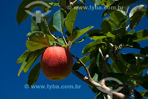  Subject: Detail of Gala apples still at apple tree / Place: Nova Padua city - Rio Grande do Sul state (RS) - Brazil / Date: 01/2012 