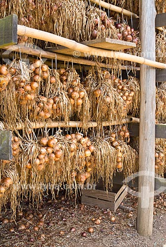  Subject: Onions awaiting transport after harvest / Place: Nova Padua city - Rio Grande do Sul state (RS) - Brazil / Date: 01/2012 