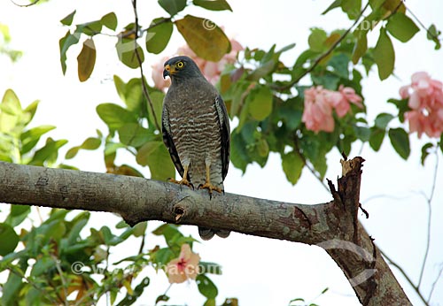  Subject: Roadside Hawk (Rupornis magnirostris) / Place: Parintins city - Amazonas state (AM) - Brazil / Date: 06/2013 