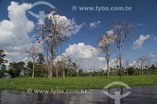  Subject: Banks of the Amazon River near to Parintins / Place: Parintins city - Amazonas state (AM) - Brazil / Date: 06/2013 