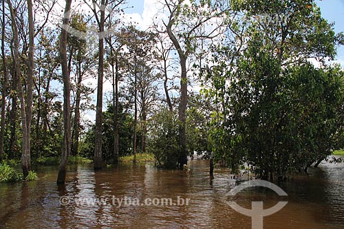  Subject: Banks of the Amazon River near to Parintins / Place: Parintins city - Amazonas state (AM) - Brazil / Date: 06/2013 