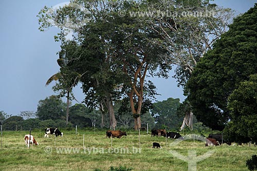  Subject: Cattle grazing on the banks of the Amazon River near to Parintins / Place: Parintins city - Amazonas state (AM) - Brazil / Date: 06/2013 