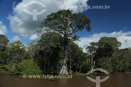  Subject: Banks of the Amazon River near to Itacoatiara city / Place: Itacoatiara city - Amazonas state (AM) - Brazil / Date: 07/2013 