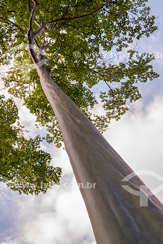  Subject: Tree known as Pau mulato (Capirona decorticans) of Moreira Salles Institute  / Place: Gavea neighborhood - Rio de Janeiro city - Rio de Janeiro state (RJ) - Brazil / Date: 04/2013 