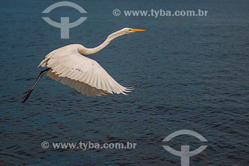  Subject: Heron (Ardea alba) flying over the Guanabara Bay / Place: Rio de Janeiro city - Rio de Janeiro state (RJ) - Brazil / Date: 04/2013 