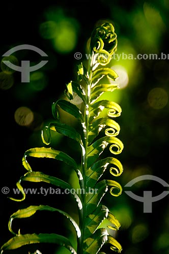  Subject: Detail of fern leaf in botanical garden / Place: Jardim Botanico neighborhood - Rio de Janeiro city (RJ) - Brazil / Date: 07/2011 