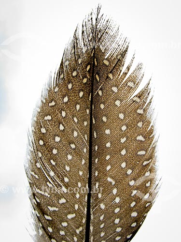  Subject: Detail of guineafowl feather / Place: Monteiro Lobato city - Sao Paulo state (SP) - Brazil / Date: 12/2007 