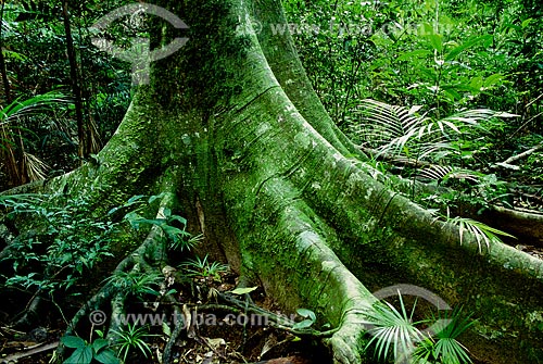  Subject: Tree trunk in Atlantic Forest / Place: Rio de Janeiro state (RJ) - Brazil / Date: 2010 