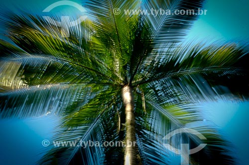  Subject: Palm tree at Ilha Fiscal (Fiscal Island) / Place: Rio de Janeiro city - Rio de Janeiro state (RJ) - Brazil / Date: 06/2006 