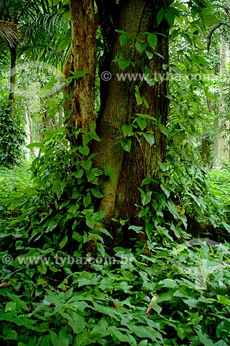  Subject: Tree trunk in Atlantic Forest / Place: Rio de Janeiro state (RJ) - Brazil / Date: 03/2005 