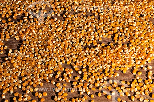  Subject: Corn raw grains / Place: Sao Jose do Rio Preto city - Sao Paulo state (SP) - Brazil / Date: 07/2013 