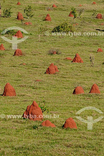  Subject: Termite mounds in pasture / Place: Paranaiba city - Mato Grosso do Sul state (MS) - Brazil / Date: 07/2013 