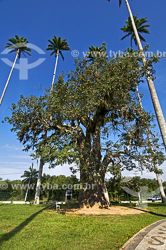  Subject: Baobab (Adansonia) at the entrance of House Museum Quissama - antique residence of Viscount of Araruama / Place: Quissama city - Rio de Janeiro state (RJ) - Brazil / Date: 06/2013 