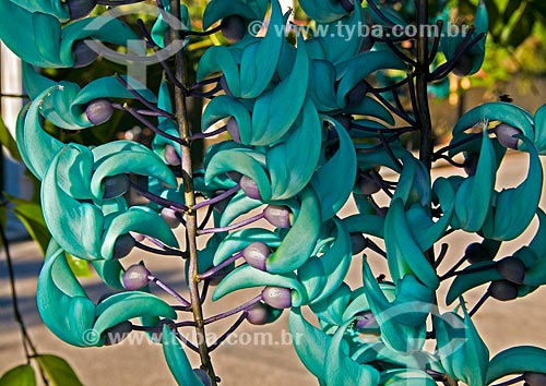  Subject: Flower of Jade bindweed (Strongylodon macrobotrys) / Place: Rio de Janeiro city - Rio de Janeiro state (RJ) - Brazil / Date: 06/2013 