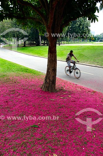  Subject: Jambo (Syzygium jambos) flowers on floor beside the bike path Flamengo Park / Place: Flamengo neighborhood - Rio de Janeiro city - Rio de Janeiro state (RJ) - Brazil / Date: 04/2013 