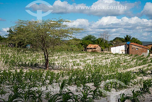  Subject: Small corn plantation, attacked by caterpillar by lack of rain - Land Indigenous Kapinawa in the village or community Colorau - Photo Licensed - INCREASE OF 100% OF THE VALUE OF TABLE / Place: Buique city - Pernambuco state (PE) - Brazil /  