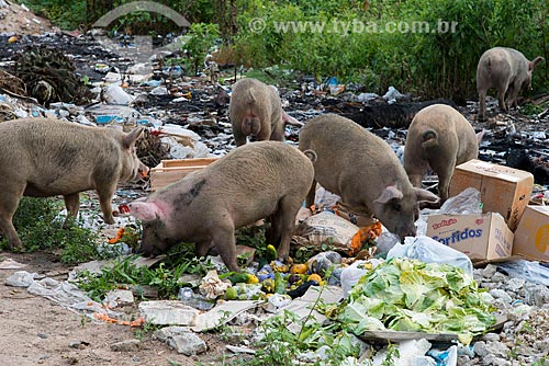  Subject: Pigs in wasteland / Place: Caruaru city - Pernambuco state (PE) - Brazil / Date: 06/2013 