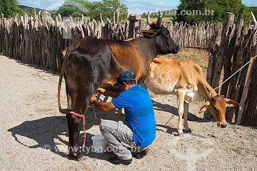  Subject: Man milking cow / Place: Custodia city - Pernambuco state (PE) - Brazil / Date: 06/2013 