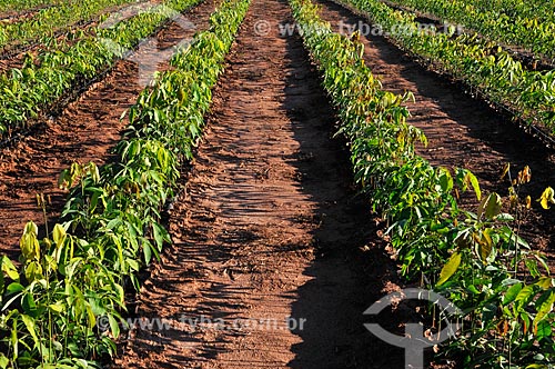  Subject: Rubber tree seedlings Irrigated / Place: Ouroeste city - Sao Paulo state (SP) - Brazil / Date: 07/2013 