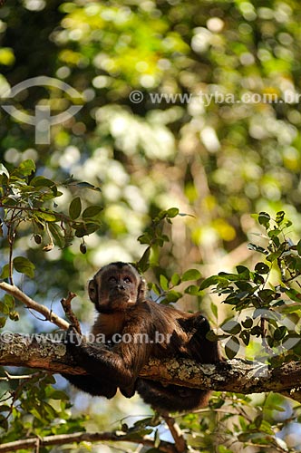  Subject: Capuchin Monkey into native forest / Place: Sales city - Sao Paulo state (SP) - Brazil / Date: 08/2013 