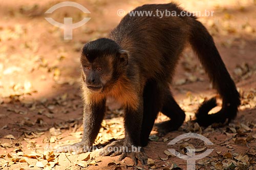  Subject: Capuchin Monkey / Place: Sales city - Sao Paulo state (SP) - Brazil / Date: 08/2013 