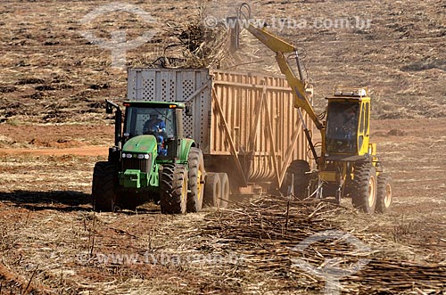  Subject: Mechanized harvesting of sugar cane / Place: Ibira city - Sao Paulo state (SP) - Brazil / Date: 08/2013 