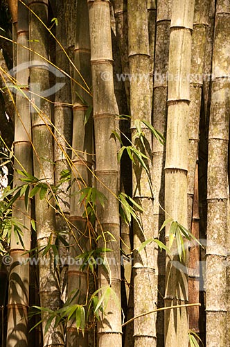  Subject: Details of Giant Bamboo (Dendrocalamus giganteus) at Botanical Garden of Rio de Janeiro / Place: Jardim Botanico neighborhood - Rio de Janeiro city - Rio de Janeiro state (RJ) - Brazil / Date: 08/2011 