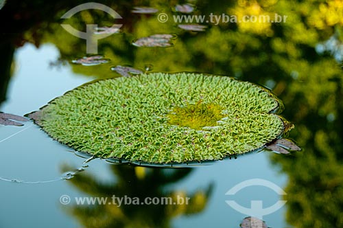  Subject: Victoria regia (Victoria amazonica) at Botanical Garden of Rio de Janeiro / Place: Jardim Botanico neighborhood - Rio de Janeiro city - Rio de Janeiro state (RJ) - Brazil / Date: 07/2011 