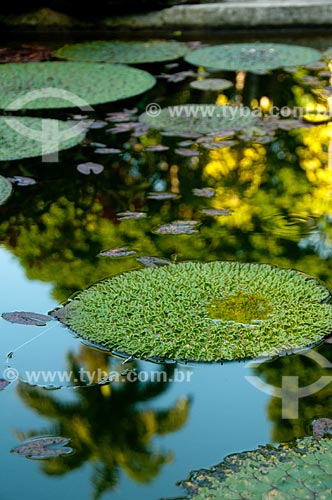  Subject: Victoria regia (Victoria amazonica) at Botanical Garden of Rio de Janeiro / Place: Jardim Botanico neighborhood - Rio de Janeiro city - Rio de Janeiro state (RJ) - Brazil / Date: 07/2011 