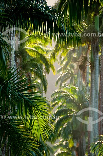  Subject: Royal palms of Botanical Garden / Place: Jardim Botanico neighborhood - Rio de Janeiro city - Rio de Janeiro state (RJ) - Brazil / Date: 07/2011 