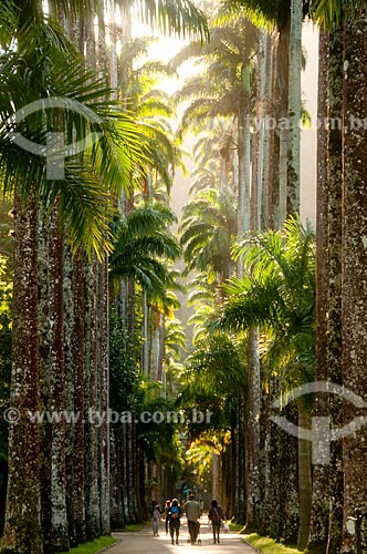  Subject: Royal palms of Botanical Garden / Place: Jardim Botanico neighborhood - Rio de Janeiro city - Rio de Janeiro state (RJ) - Brazil / Date: 07/2011 