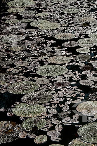  Subject: Victoria regia (Victoria amazonica) at Botanical Garden of Rio de Janeiro / Place: Jardim Botanico neighborhood - Rio de Janeiro city - Rio de Janeiro state (RJ) - Brazil / Date: 07/2012 