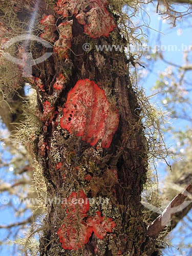  Subject: Detail of tree trunk with lichens / Place: Conceicao de Ibitipoca District - Lima Duarte city - Minas Gerais state (MG) - Brazil / Date: 04/2009 