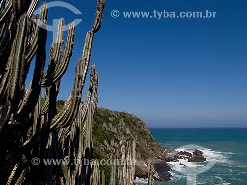  Subject: Cactus near to rock formations at Ferradurinha Beach / Place: Armacao dos Buzios city - Rio de Janeiro state (RJ) - Brazil / Date: 08/2011 
