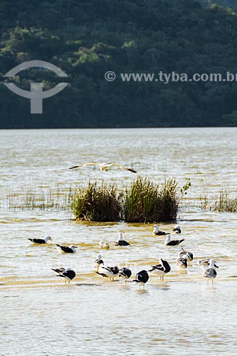  Subject: Seagulls in Peri Lagoon / Place: Florianopolis city - Santa Catarina state (SC) - Brazil / Date: 08/2013 
