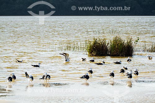  Subject: Seagulls in Peri Lagoon / Place: Florianopolis city - Santa Catarina state (SC) - Brazil / Date: 08/2013 