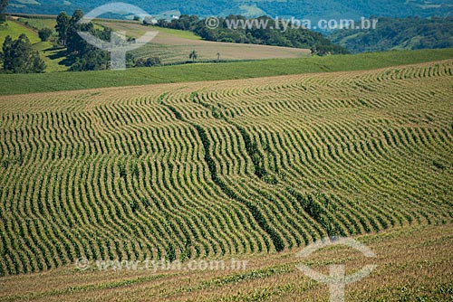  Subject: Plantation of corn at rural zone of the Cascavel city / Place: Cascavel city - Parana state (PR) - Brazil / Date: 01/2013 