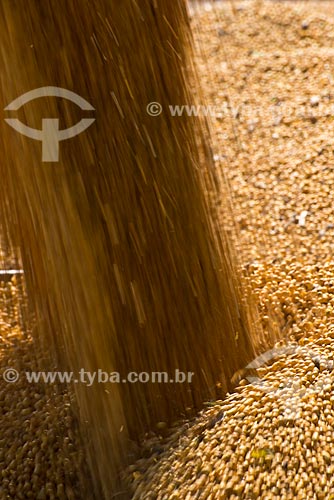  Subject: Mechanized harvesting of soybean at rural zone of the Palotina city / Place: Palotina city - Parana state (PR) - Brazil / Date: 01/2013 