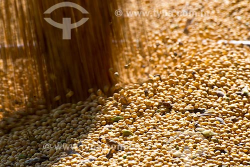  Subject: Mechanized harvesting of soybean at rural zone of the Palotina city / Place: Palotina city - Parana state (PR) - Brazil / Date: 01/2013 