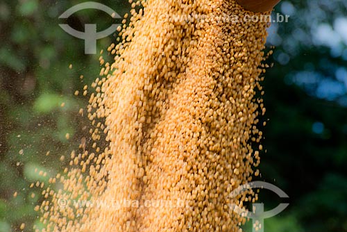  Subject: Mechanized harvesting of soybean at rural zone of the Palotina city / Place: Palotina city - Parana state (PR) - Brazil / Date: 01/2013 