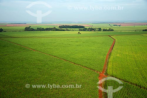  Subject: Aerial view of plantation of sugarcane / Place: Sertaozinho city - Sao Paulo state (SP) - Brazil / Date: 05/2013 