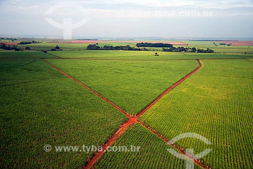  Subject: Aerial view of plantation of sugarcane / Place: Sertaozinho city - Sao Paulo state (SP) - Brazil / Date: 05/2013 