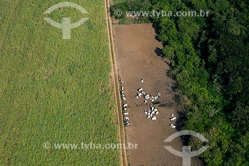  Subject: Aerial view of plantation of sugarcane and corral with nelore cattle / Place: Pitangueiras city - Sao Paulo state (SP) - Brazil / Date: 05/2013 