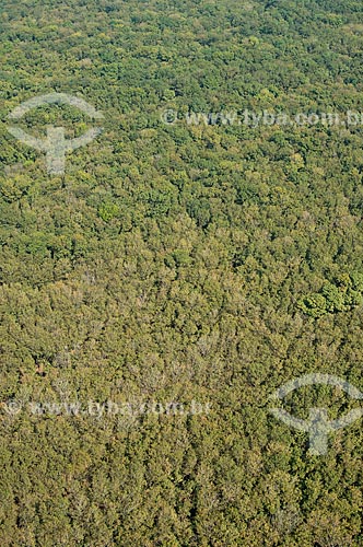  Subject: Aerial view of plantation of rubber trees (Hevea brasiliensis) / Place: Barretos city - Sao Paulo state (SP) - Brazil / Date: 05/2013 