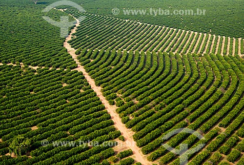  Subject: Aerial view of plantation of orange / Place: Bebedouro city - Sao Paulo state (SP) - Brazil / Date: 05/2013 