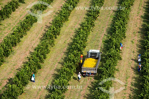  Subject: Aerial view of manual harvest of orange / Place: Bebedouro city - Sao Paulo state (SP) - Brazil / Date: 05/2013 